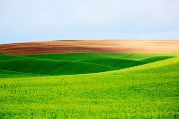 Sticker - USA, Washington State, Palouse, Spring Rolling Hills of Wheat and Fallow fields