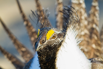 Wall Mural - Wyoming, Sublette County, Greater Sage Grouse head shot