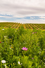 USA, Washington, Walla Walla. Wildflowers Near A Vineyard In Walla Walla Wine Country.