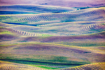 Poster - USA, Washington State, Palouse Region, First light on freshly swathed Pea fields