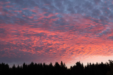 USA, Wisconsin. Sunset with alto cumulus clouds and silhouetted treeline.