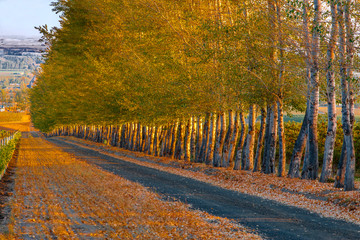 Sticker - USA, Washington, Walla Walla. Golden light filters through thin trees that serve as a windbreak in a vineyard in Walla Walla, Washington.