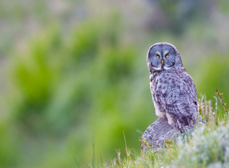 Poster - Wyoming, Yellowstone National Park, Great Gray Owl hunting from rock.