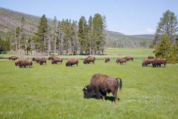 Canvas Print - WY, Yellowstone National Park, Bison herd, at Gibbon Meadows