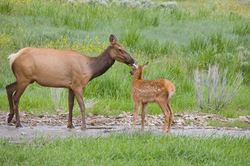 Sticker - WY, Yellowstone National Park, Elk calf and mother