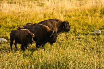 Sticker - Bison feeding, Lamar Valley, Yellowstone National Park, Wyoming, USA