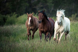 Fototapeta Konie - Three horses running through a green grassy field