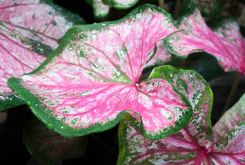 Wall Mural - Tropical leaf with droplets texture lined pattern background in forest,red and green plant,spring season