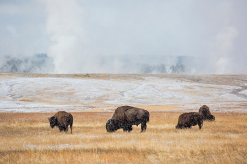 Wall Mural - Bison (Bison bison) near Midway Geyser Basin Yellowstone National Park, Wyoming