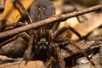 Ground spider