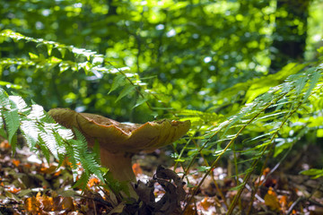 big white mushroom grows in ferns