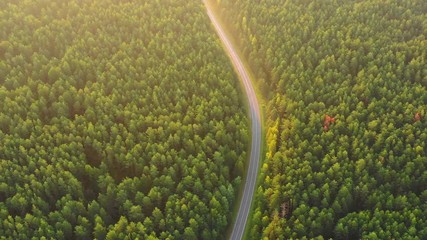 Canvas Print - Highway in forest