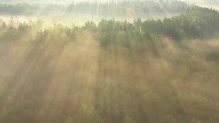 Wall Mural - Sunlight in forest