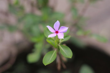 Wall Mural - flower in the garden