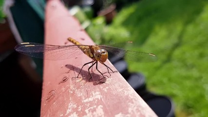 Dragonfly resting on wooden garden fence in sunlight. Close up  shallow focus on transparent wing veins & eyes.