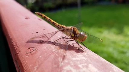 Dragonfly resting on wooden garden fence in sunlight. Close up  shallow focus on transparent wing veins & eyes.