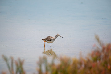 Wall Mural - Common redshank at Bangpu Recreation Center, Samut Prakan, Thailand