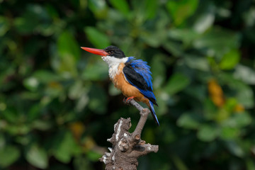 Wall Mural - Black-Capped Kingfisher, usually seen on coastal waters and especially in mangroves, it is easily disturbed, but perches conspicuously and dives to catch fish but also feeds on large insects.