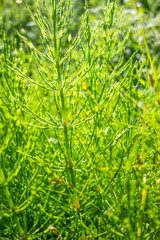 Wall Mural - horsetail plant detail