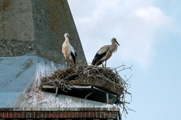 Wall Mural - A stork couple in it´s nest on a church tower