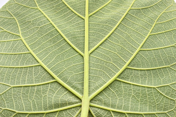 Wall Mural - texture of a green leaf of a large Paulownia tree
