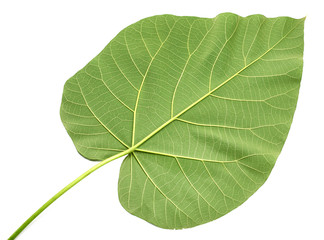 Wall Mural - texture of a green leaf of a large Paulownia tree