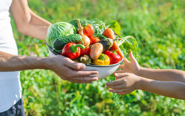 Wall Mural - Child and father in the garden with vegetables in their hands. Selective focus.