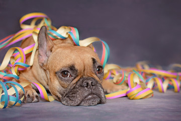 Wall Mural - Cute brown French Bulldog dog lying on ground covered with colorful party paper blow out streamers