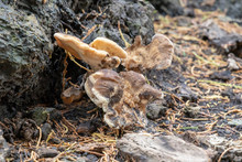 Bracket Fungus Or Mushroom Growing On Decaying Tree Stump