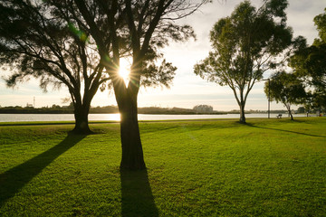 Green park with morning light and sun rays. Nature background.