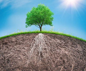 Wall Mural - a tree and soil with roots and grass