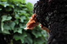 Yellow Mushroom On Tree Trunk, Wild Mushrooms Danger By Poison