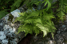 Closeup Of Fern Leaves And Rocks In The Forest