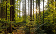 Sunlight in a Mixed forest, Bavaria, Germany