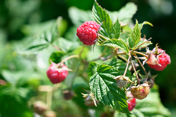 Sticker - Ripe red raspberry on plant.