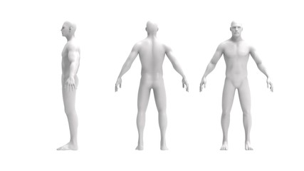 human body 3d rendering of a human body isolated in white background