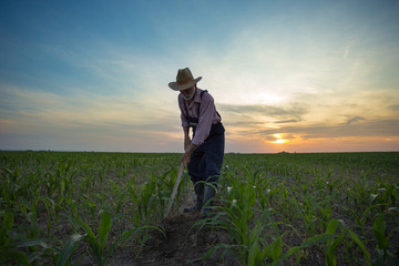 Wall Mural - Farmer hoeing corn field from weed