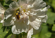 Bee Covered In Pollen And Nectar On White Hollyhock Flower, Ridgway, Colorado