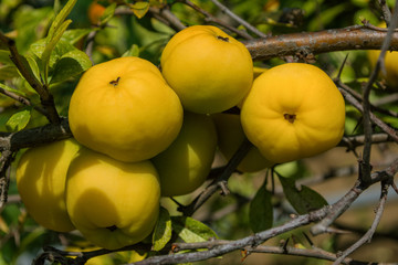 Cydonia oblonga quince. Ripe yellow fruits quince. Quince grow on quince bush with green foliage in fruit garden. Quince close up.