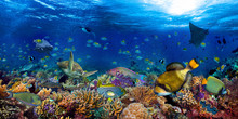 Underwater Coral Reef Landscape Wide 2to1 Panorama Background  In The Deep Blue Ocean With Colorful Fish Sea Turtle Marine Wild Life