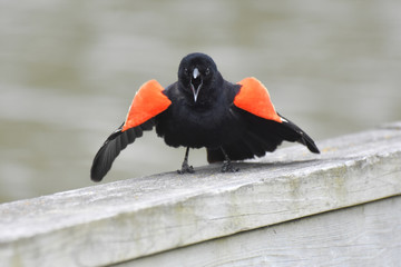 Wall Mural - Red Winged Blackbird (Agelaius phoeniceus) acting aggressively