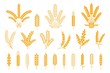 Wheat and rye ears. Oats barley rice spikes and grains, heraldic elements for beer and bread logo. Vector symbol stalk and seed food isolated collection