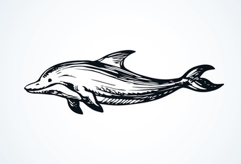 Dolphin. Vector drawing