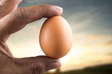 egg