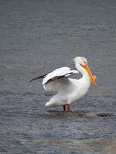 An American White Pelican With Wings Lifted Standing In A River