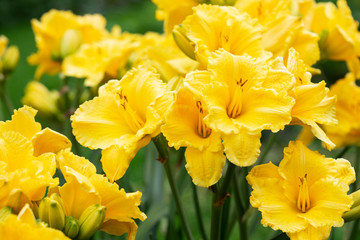 Wall Mural - Beautiful yellow daylily flowers