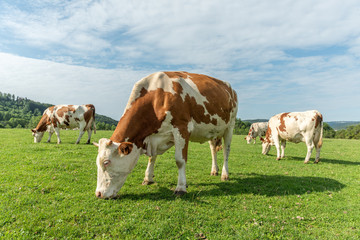 Sticker - Vache montbéliarde dans le Jura