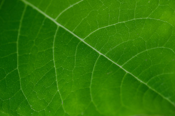 green leaf close-up, abstract flora texture