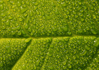 Wall Mural - green leaf of young rose with water drops