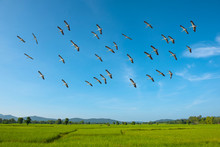 Openbill Stork Are Flying In The Sky. On The Green Field